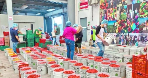 Image hover effect image